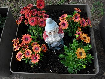 Gartenzwerg im Blumentopf.